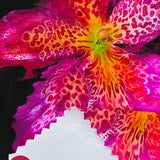 1747034736a147d2116940bfcf136a5db95d418046_thumbnail_900x.webp