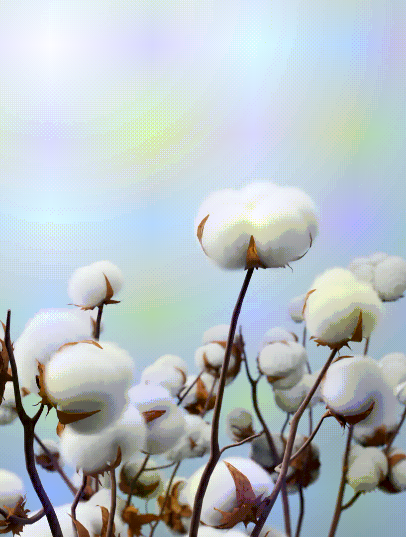 1754531142c63f3093a14ed5f18fa7934f2cf054ee.gif