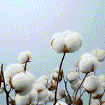 1754531142c63f3093a14ed5f18fa7934f2cf054ee.gif